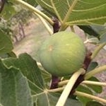 Profile Picture of Phyllis Goble-Kruger (@goblekruger) on Instagram