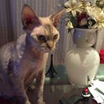 Profile Picture of Genoveffa Cassandra (@genoveffacassandra) on Instagram