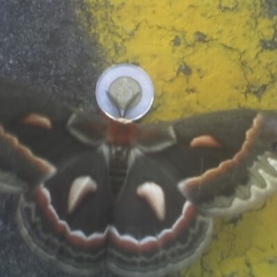 Profile Picture of Peter LaFreniere (@plafman) on Twitter