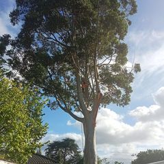 Profile Picture of Nicholas Nicholas (@nicholas.nicholas53) on Tiktok