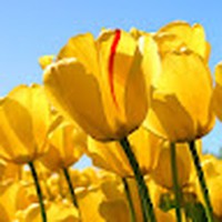 Profile Picture of Aisha Stephens (@aisha-stephens-6) on Quora