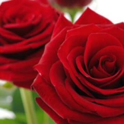 Profile Picture of Audrey Chou (@chou_audrey) on Twitter