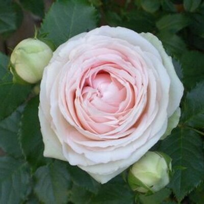 Profile Picture of Kris Connell (@Fabulous40th) on Twitter
