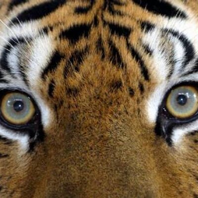 Profile Picture of Mike Everman (@sligoireland) on Twitter