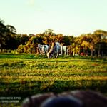 Kevin Diesel - Instagram Profile Picture of Kevin Diesel (@diesel5042) on Instagram