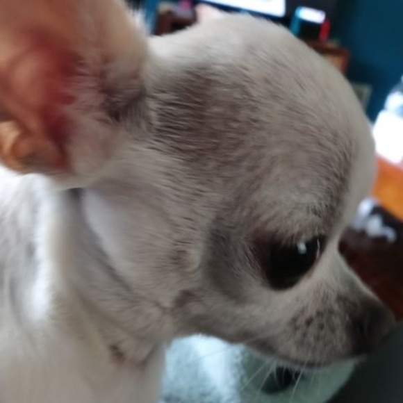 Profile Picture of Constance Petschow (@primalovesme18) on Poshmark