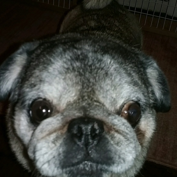 Profile Picture of Chrysanthy Stamas (@santhy55) on Poshmark