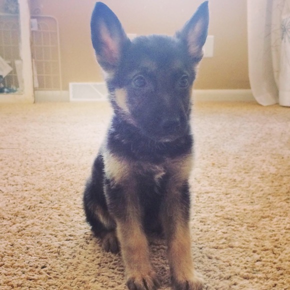 Profile Picture of Ty Klages (@tylerklages) on Poshmark