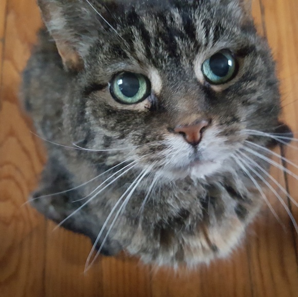 Profile Picture of Crystal Sherley (@jaderbader09) on Poshmark