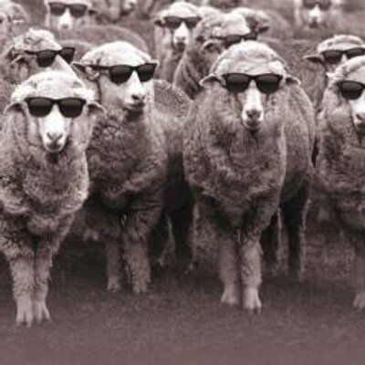 Profile Picture of Paul Barrington (@Paulbarrington1) on Twitter