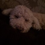 Profile Picture of Joanne Gallant (@jesselovesme) on Instagram