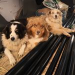 Profile Picture of Mark Damon (@mauibeesmark) on Instagram