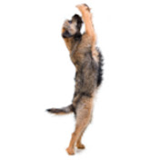 Profile Picture of Border Terriers (@borderterriers6550) on Youtube