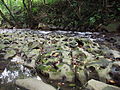 Profile Picture of Maokongon Wikipedia