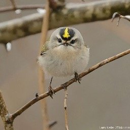 Profile Picture of Kelly Cruce (@kellycruce) on Twitter