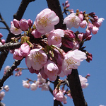 Profile Picture of vladimix (@Yolanda Arango) on Flickr