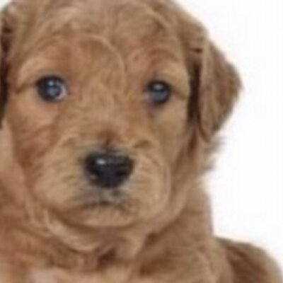 Profile Picture of Max  Bagan (@MaxPlayzGames) on Twitter