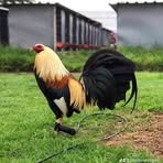 Profile Picture of Ismael Arreguin (@finix2863) on Facebook