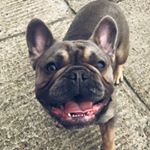 Profile Picture of Charlie Chase ♛ (@charlieethefrenchie) on Instagram