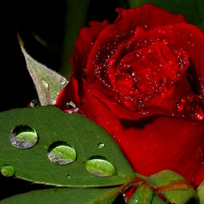 Profile Picture of Aimal Miakhil (@miakhil) on Twitter