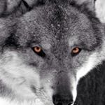 Profile Picture of Brandon (@brandonsharpe15) on Instagram