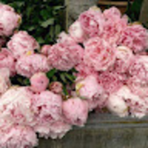 Profile Picture of Merry Staser (@mrystsr) on Poshmark