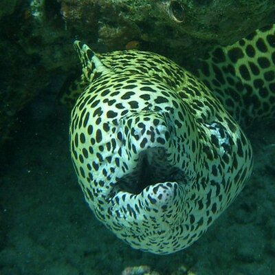 Profile Picture of Andy Widdowson (@andyhels) on Twitter