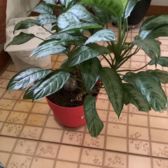 Profile Picture of Maria Clavell (@mariaclavell) on Poshmark