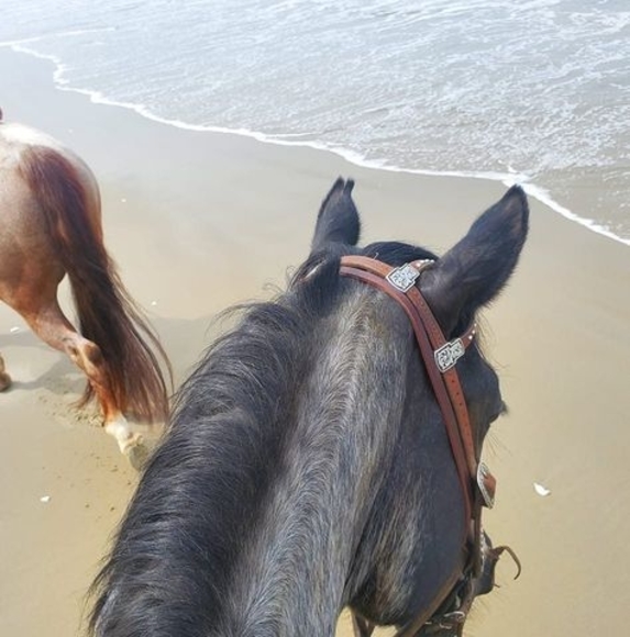 Profile Picture of Joyce Holmes (@jholmes509) on Poshmark