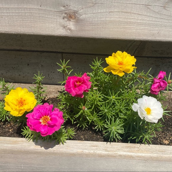 Profile Picture of K Castillo (@peachy3323) on Poshmark