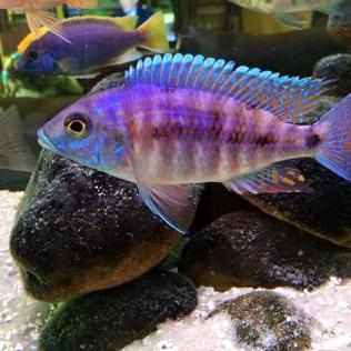 Profile Picture of Steven Ugalde (@ugaldesteven88) on Twitter