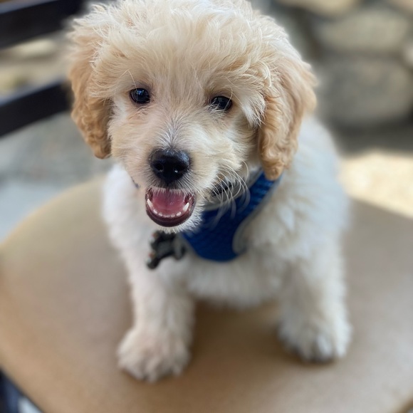 Profile Picture of Gary Tang (@garytongjx) on Poshmark