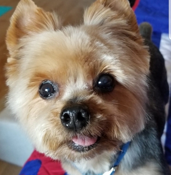 Profile Picture of Donna Desposito (@crazyd0717) on Poshmark