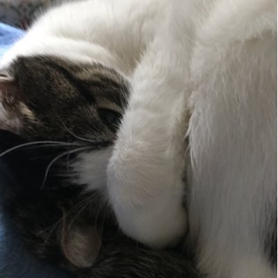 Profile Picture of Charles P. Rampolla (@cpr70) on Twitter