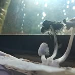 Profile Picture of Thomas Tan (@Thomas-Tan) on Facebook