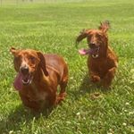 Profile Picture of FRANKLIN & THEODORE (@frank_and_ted) on Instagram