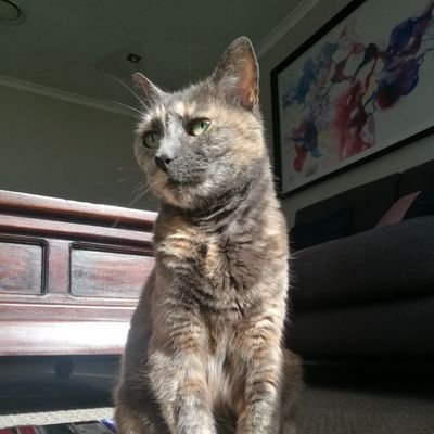 Profile Picture of Joshua stevenson Twitter