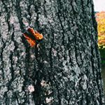 Profile Picture of bizzy thomas and ella tassy (@bizz.ella) on Instagram