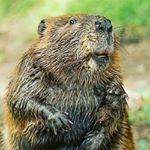 Profile Picture of Bradley mcguffee (@bradley_mcguffee) on Instagram