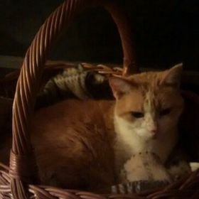 Profile Picture of Debbie Bartell (@debbiebartell1) on Pinterest