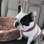 Profile Picture of jo.statton (@jo.statton) on Instagram