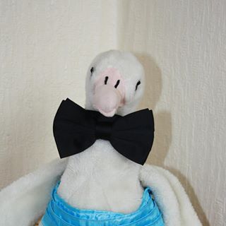 Profile Picture of Albert Albatross (@albertthealbatross) on Facebook
