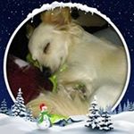 Dawn Brule Adams - Instagram Profile Picture of Dawn Brule Adams (@dawn_brule_adams) on Instagram