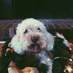 Profile Picture of 🎄♡ pupper ♡🎄 (@_ella.decker_) on Instagram