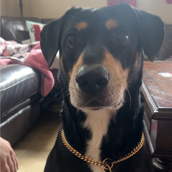 Profile Picture of Christina Strates (@cstrates) on Poshmark