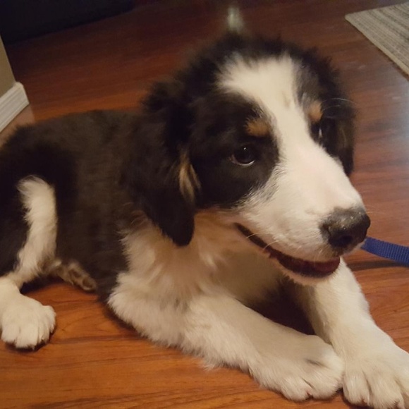 Profile Picture of Devon Weisler (@blueweasel) on Poshmark