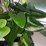 Profile Picture of Gina Maurer (@ginas_plantz) on Instagram