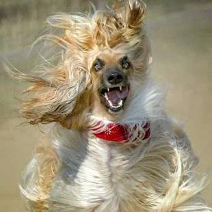 Profile Picture of Fleur Anderson (@fleur_anderson) on Twitter