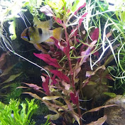 Profile Picture of Raven Thomas (@raventhomas3998) on Youtube