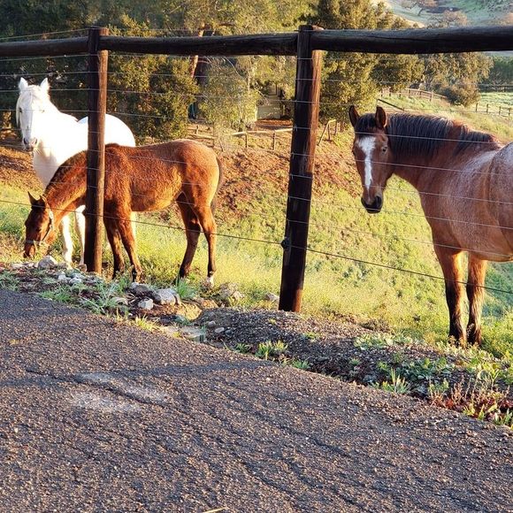 Profile Picture of Bobbie jo Releford (@scsmrose2001) on Poshmark